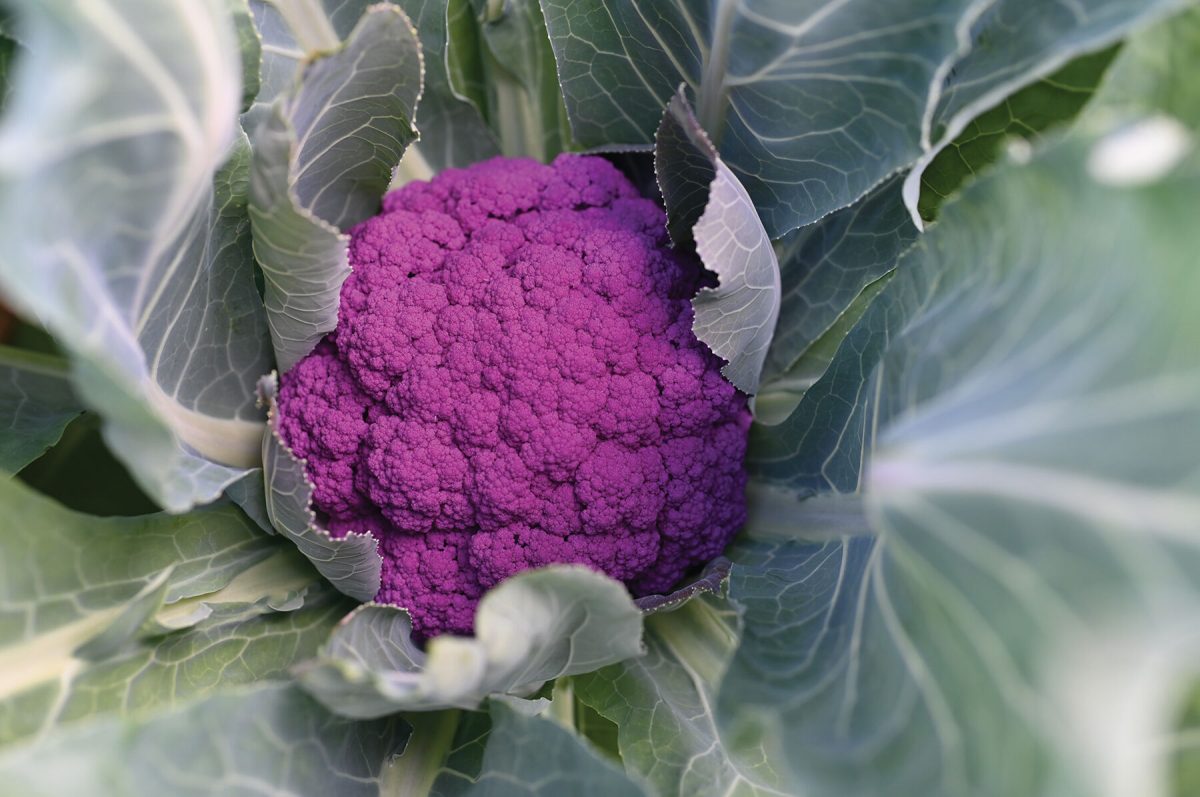 Purple Moon – Cauliflower Seed